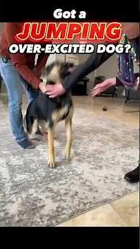 Got a Jumping, Over-Excited Dog? Let’s Make a Change Together! #dogtraining #dogtrainer #jumping