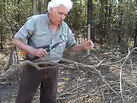 Pruning Muscadine Grape Vines, Session #3
