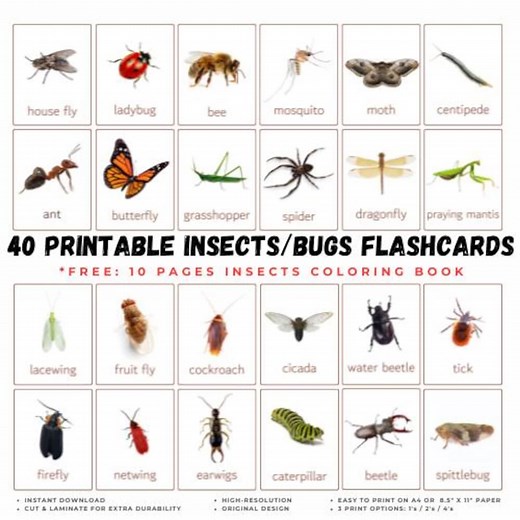 Insects Flashcards: Montessori Nature Study (printable) - Etsy