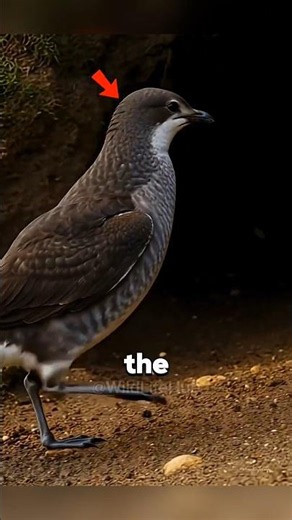 How Petrel Mothers Find Their Chicks🦅 #animals #wildlife