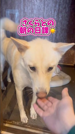 さくらとの朝の日課☀️ #さかがみ家 #保護犬 #保護猫 #dogs #cats #坂上忍 #モーニングルーティン