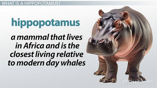 Hippo Mating & Reproduction | Overview, Gestation Period & Birth