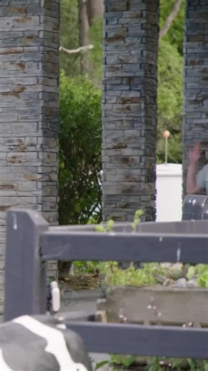 Taskmaster New Zealand: Touch the Cow Challenge