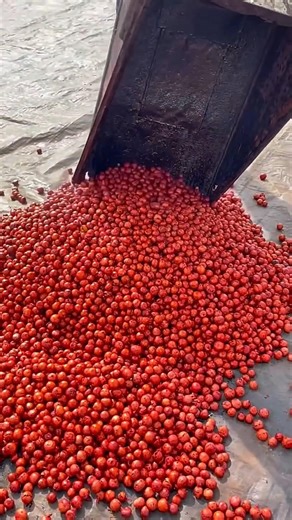 How Supari is Made 😲 From Tree to Market! 🌴#short #ytshorts