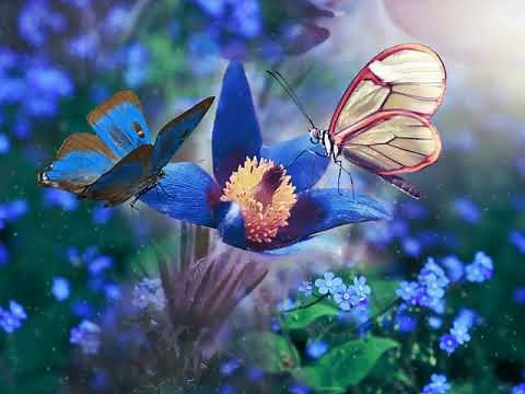 Beautiful Butterflies with blue Magical - Animated backgrounds wallpaper for Pc & Mobiles 1080p hd