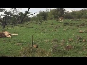 Two male lions fighting fiercely for the mating rights