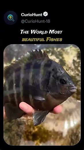World’s Most Beautiful Fish – Nature’s Living Art 🌊🐠