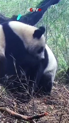 Rare Scene of Wild Giant Pandas Courting Captured on Camera