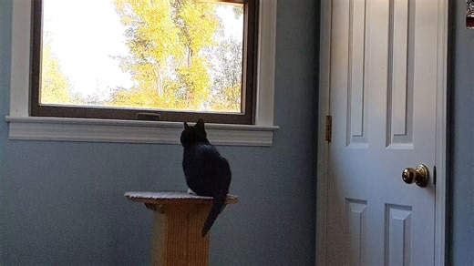 16K views · 4.3K reactions | It's the time of year where wasps and other assorted bugs are flying around the outside of our windows, and Nacho is FASCINATED. | Love & Hisses | Facebook