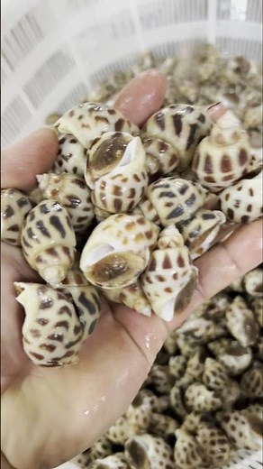 Farmers Collect & Clean Snails from Pond 💥
