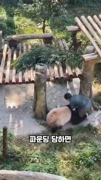 Panda Traits