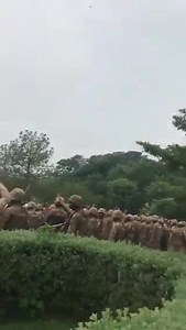 یہ آپ کی فوج ہے | Pak Army