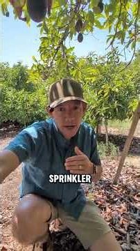 How to Water Trees on a Hill: The Magic of Pressure Compensating Sprinklers