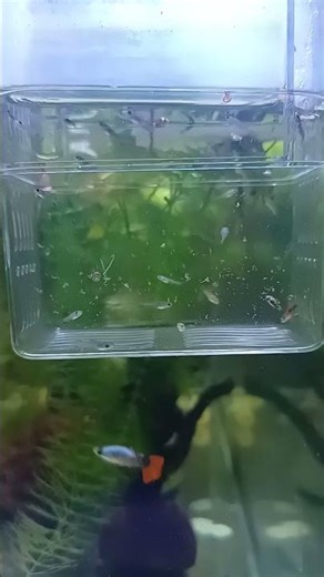 Aquarium Close-Up: Guppy Fry in Isolation Tank