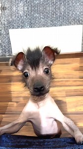 10 Rarest Dog Breeds In The World! 🌎 | 1 Minute Animals