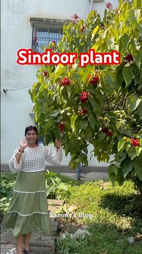 How is organic vermilion made? This is the vermilion plant.