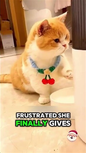 Two Cats Figured It Out… The Third One Did Something Unexpected 😼🤯