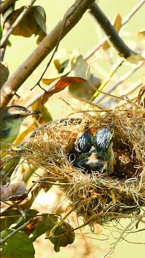 Amazing Mother Bird Feed Beautiful Baby In Nest🥰 Wildlife Bird 10144#birds