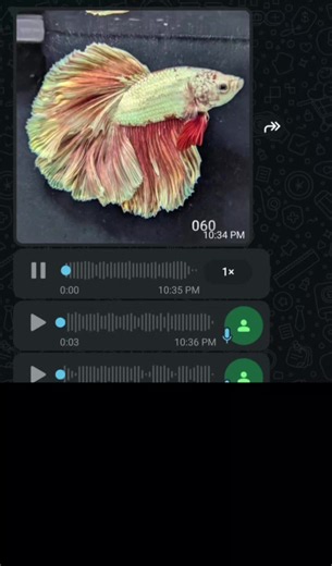 দিব দিব