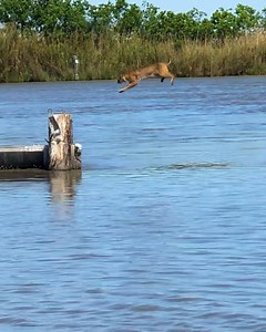 4.1M views · 68K reactions | Bobcat makes those long jumps super easily | Animal Lovers | Facebook