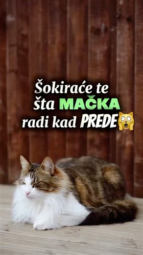 Šokiraće te šta MAČKA radi kada prede!🙀
