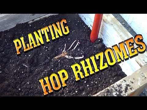 Planting Hop Rhizomes