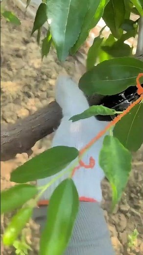 Girdle Jujube Tree With A Simple Tool (6Dollars) !