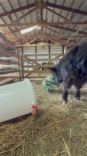 #farmlife #fluffy #cow #highlander