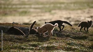 Arctic Fox kits wrestling near den opening on Norway tundra. Slow motion