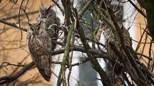 The Largest Long-Eared Owl Roost in the World | Wild Metropolis