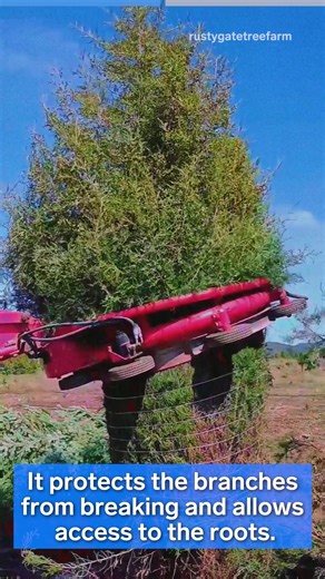 50K views · 249 reactions | Rusty Gate Tree Farm in north Idaho plants about 10,000 trees a year. Its average Christmas tree takes about 10 years to grow. | Insider Science | Facebook