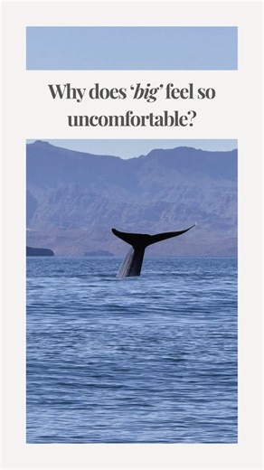 Jay & Disha | Inspiring Conscious Living | We’ve just spent an incredible week following whales around Baja California. 🐳 Blue whales in Loreto. Gray whales in Magdalena Bay.... | Instagram