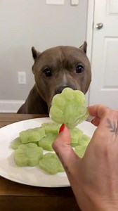 14K views · 595 reactions | Hydrating dog treats | My Dogs Dope | Facebook