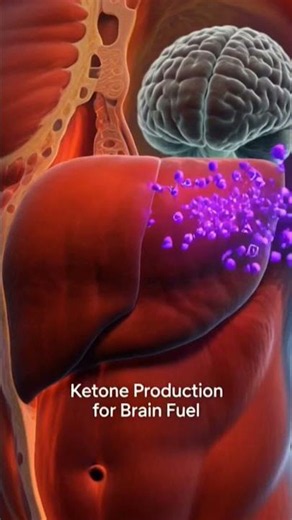 What Happens During Starvation? | How the Body Survives Without Food (3D Animation)