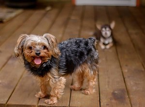 Yorkiepoo Prices 2024: Purchase Cost, Vet Bills, and More!