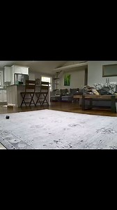 64K views · 4K reactions | Just Ginger Cats on Reels | Facebook