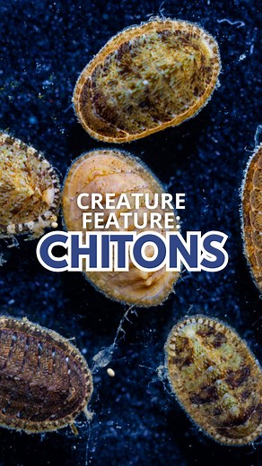 Chitons (Polyplacophora) are a unique mollusc with 8 individual plates making up their “shell”. You’ll find these animals clinging to rocks or other hard surfaces 🪨 Chitons come in a variety of sizes & colours, and some are even part of traditional coastal diets. Photo & Video from Creative Commons | Ocean Week Victoria