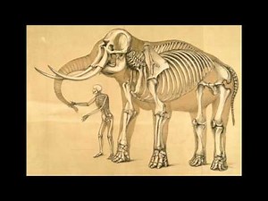 Fossil Origins of the Cyclops