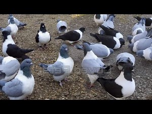 Strasser Pigeon breeders - fancy pigeon
