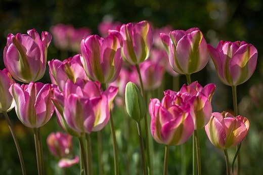 Pink Tulip: Meaning, Symbolism, and Proper Occasions