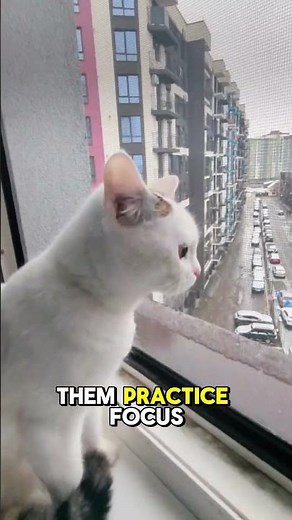 Why Cats Love Window Watching 🐱🌤️