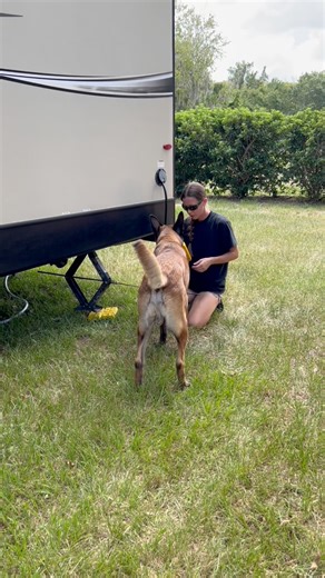 21K views · 811 reactions | The Best Camping Partner A Girl Could Have, Her Dog! #dogmom #doglover #belgianmalinois #doghelp | Neu County | Facebook