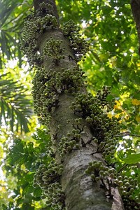 We spotted this fruiting Cluster Fig (ficus racemosa) right by Cape Tribulation Road - and its about to feed a whole party of birds and bats 🌱 These incredible fig trees play a vital role in sustaining life in the Daintree. #savetthedaintree #daintreebuyback | Save the Daintree Rainforest