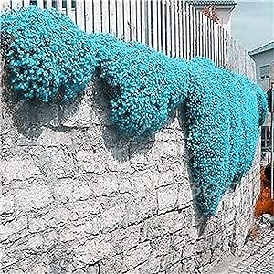 CHUXAY GARDEN Light Blue Thymus Serpyllum,Creeping Thyme Seed 200 Seeds Landscaping Rocks Ground Cover Plant Striking Landscaping Plant Easy Grow