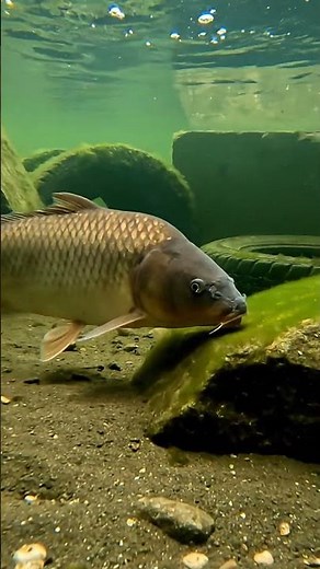 🤯 CRAZY Fish Bite! 🎣 Unbelievable Bait Tested! You Won't Believe This! 🐟