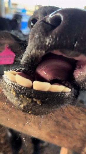 Close-Up of a Chewing Black Cow on a Farm