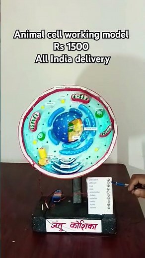 animal cell working model plant cell working model #cellmodel animal cell #biomodeling