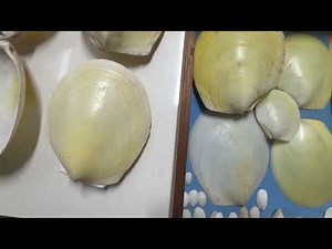 My seashell collection museum Video 44: Limidae, Donacidae, Trigonodae, Cuspidaridae, Lucinidae…