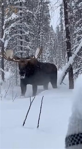 POV: You think you're getting a calm shot of a moose, then it decides you're too close. My phone just went flying. Never again. #wildlife #WildAnimalEncounters #Moose #AntlerAttack #SnowyForest #Canada | Wild Animal Encounters