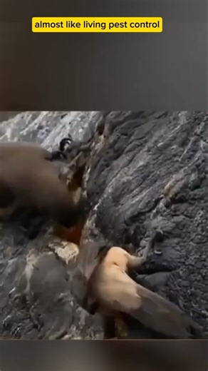 This bird doesn’t just hang around hippos… it drinks their blood! #wildlife #entertainment #facts